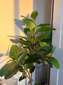 Fiddle Leaf Fig Tree Indoor Plant