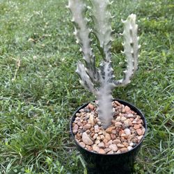 White Ghost Plant 🪴 