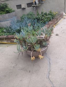 Hanging Succulent Plant