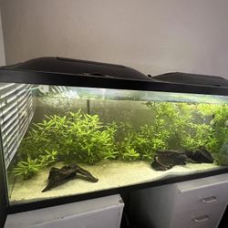Aquarium 55 Gallon 