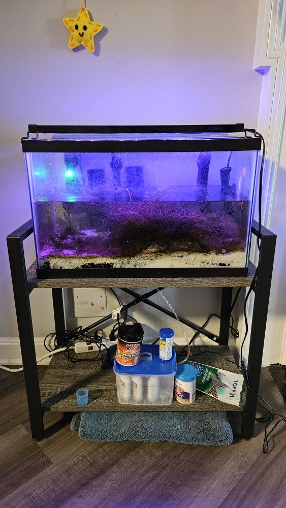 10 Gallon Set Up W/ Khalid Loaches And White Clouds. Plus Accessories.