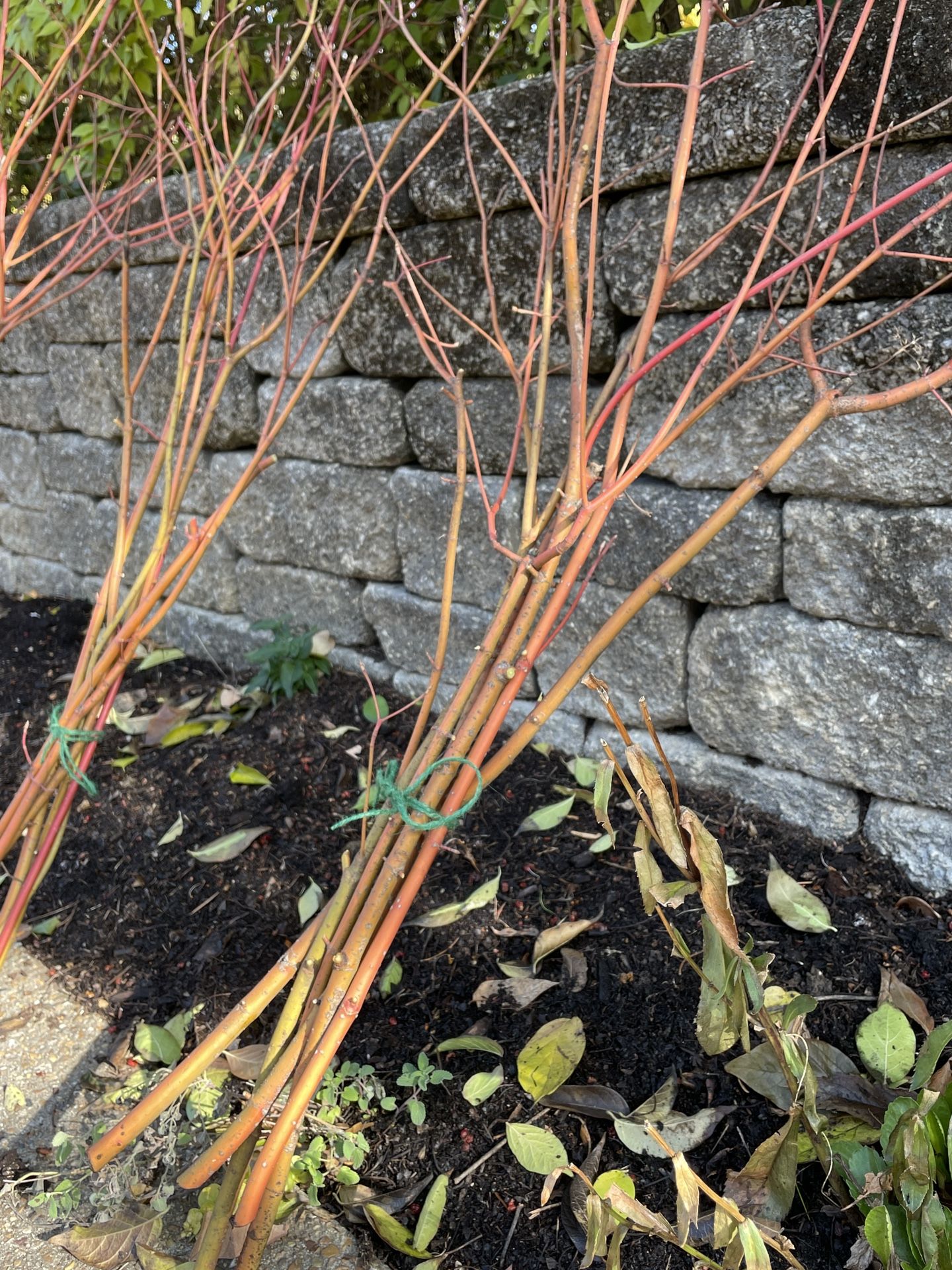 Red Dogwood Bundles - Holiday Decor