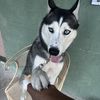 Kiba 