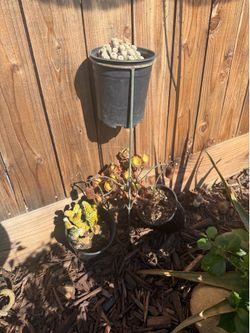 Take all bundle cactus with butterfly stand