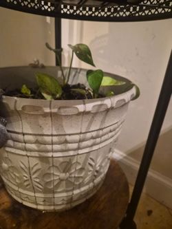 Golden pothos plus flower pot fir sale
