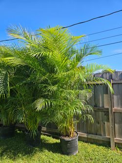 arecas over 8 feet tall Instant Privacy Hedge For Fence Green Full