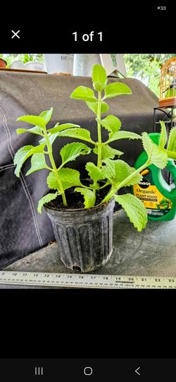 Cuban oregano plant, a soothing herbal plant