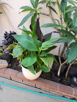Canna cleopatra it blooms beatiful..