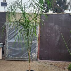 Palm Plant 14" Pot 8ft Tall 