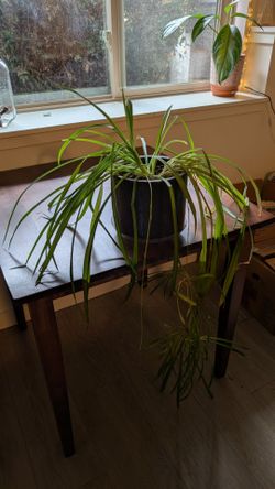 Big Spider Plant with Ceramic Pot