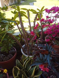 Plants