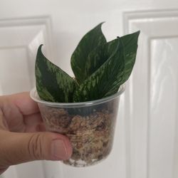 Hoya Polyneura Broget Plant