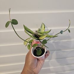 HOYA BUNDLE STARTERS