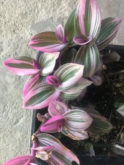 Planta Natural