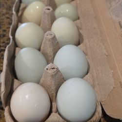 Eggs 