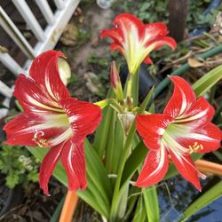 Amaryllis