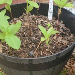 Flowers Germination  3 X 10