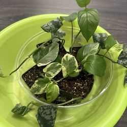 Pothos Variety Plants Indoor Young Growing 