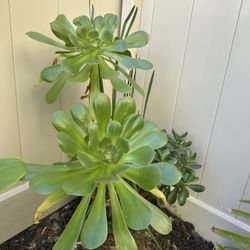 Beautiful Plant For Sale 