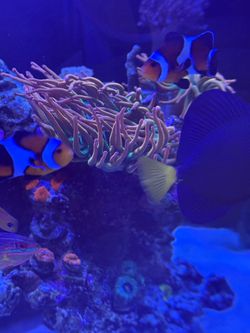 Complete Red Sea Reef Tank - Fish, Corals & Equipment Included