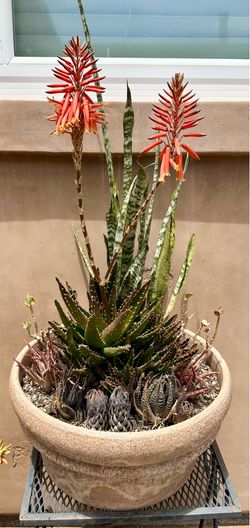 Succulent arrangement $10-$65 each
