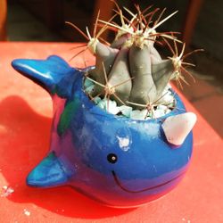 Succulents and cactus