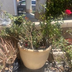 Pot And Plants 