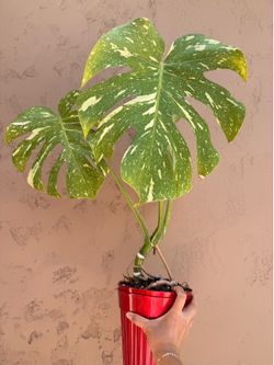 Monstera Thai Con