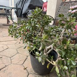 Green Plant Gorgeous And Big For Garden Or Indoor