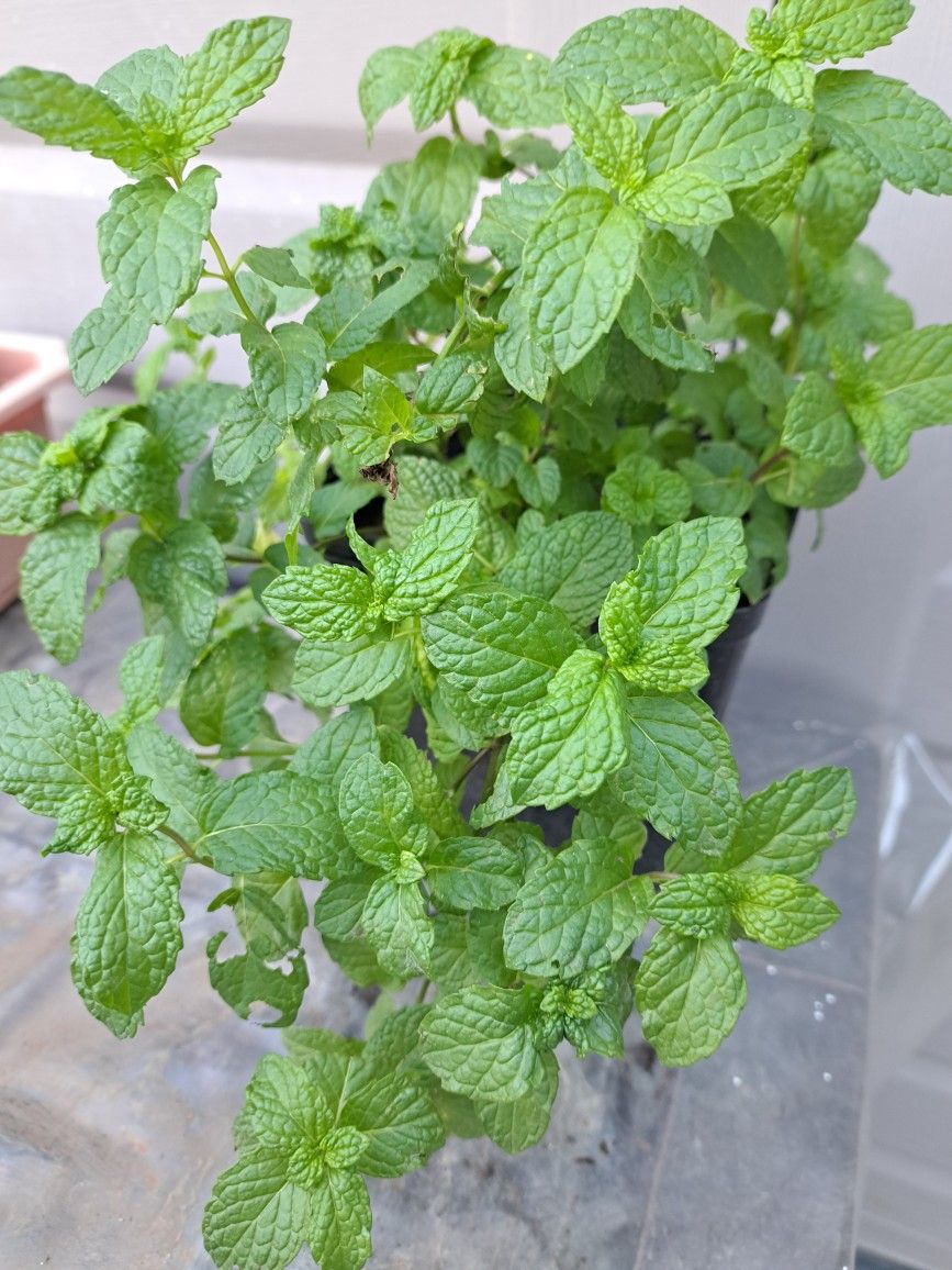 Mint Plant