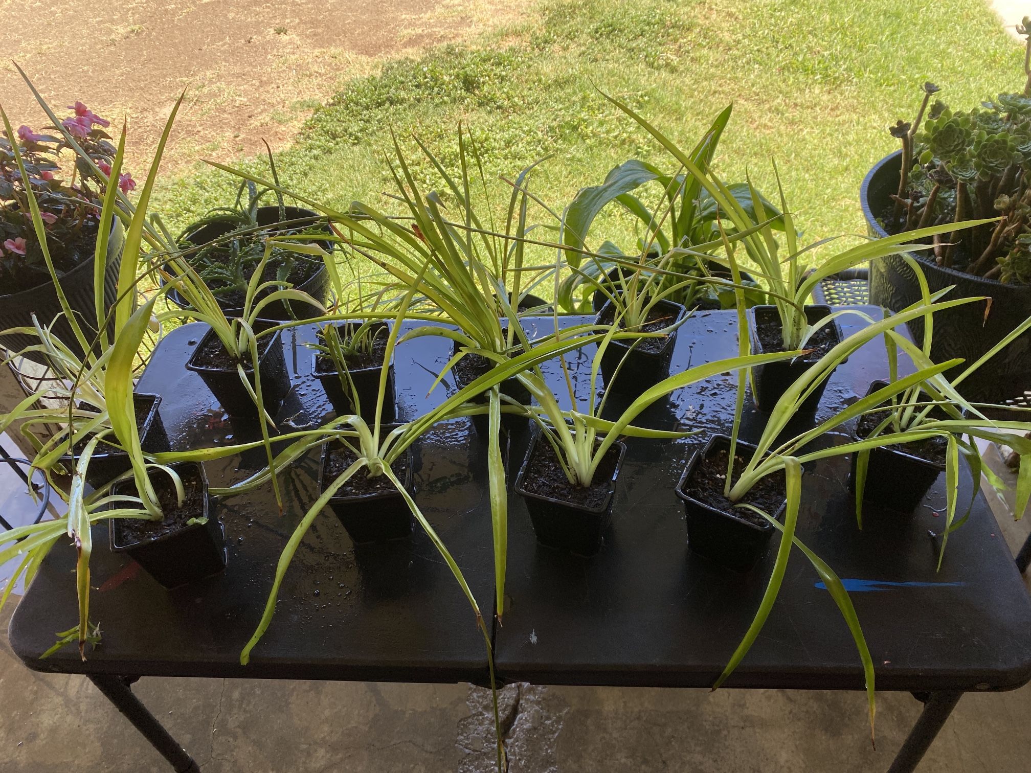 Spider Plants
