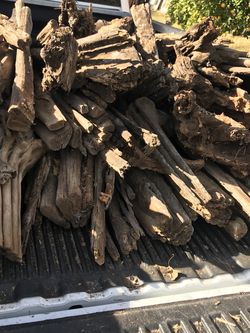 Saguaro Wood Ribs Cactus 🌵