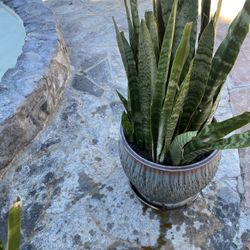 Snake Plant 
