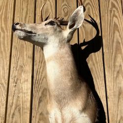 Deer Head Mount