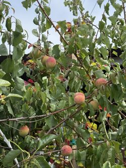 árbol durazno blanco centro rojo muy dulce en vallejo 