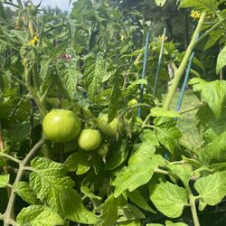 Patio husky tomatoes at the