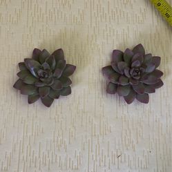 Two Small Succulents 