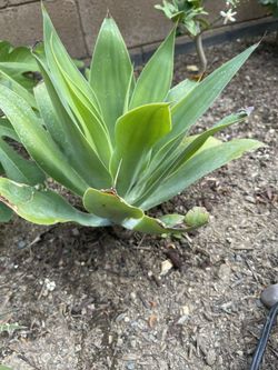 Succulent agave 