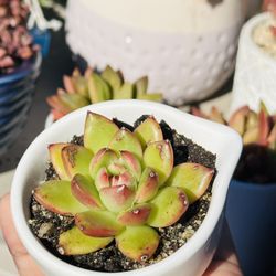 Korean Succulents In White Ceramic 
