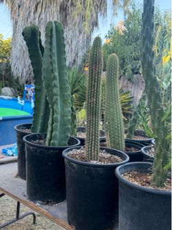 Cactus and succulents 🌵