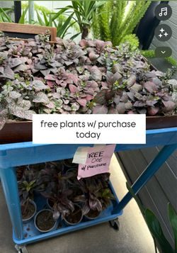 Plants (free plants for today with purchase 🌿)