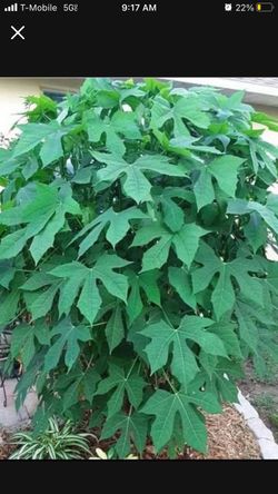 Mexican Spinach Plants