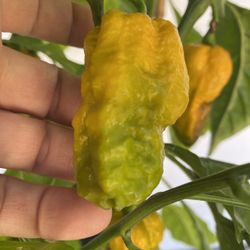 Planta De Chile Escorpión Amarillo , Con Muchos Chiles Listos Para Comer, La Planta Esta En Maceta De 5 Gallones Pick Up Only
