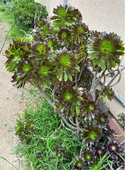 Suculentas  plant
