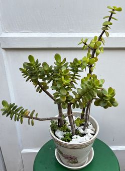 Crassula Ovata And A Elephant Bush In The Same Succulent Plant In A Ceramic Pot 