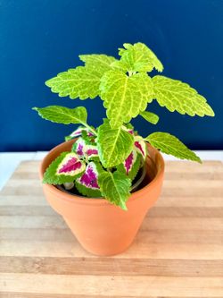 Coleus Plants in Terracotta Pot