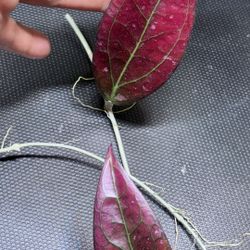 Hoya Tequila Sunrise 