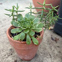 Mix Succulents