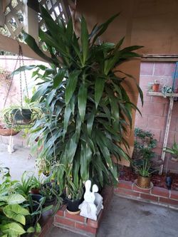 Dracaena