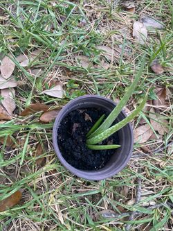 Aloe plants for sale
